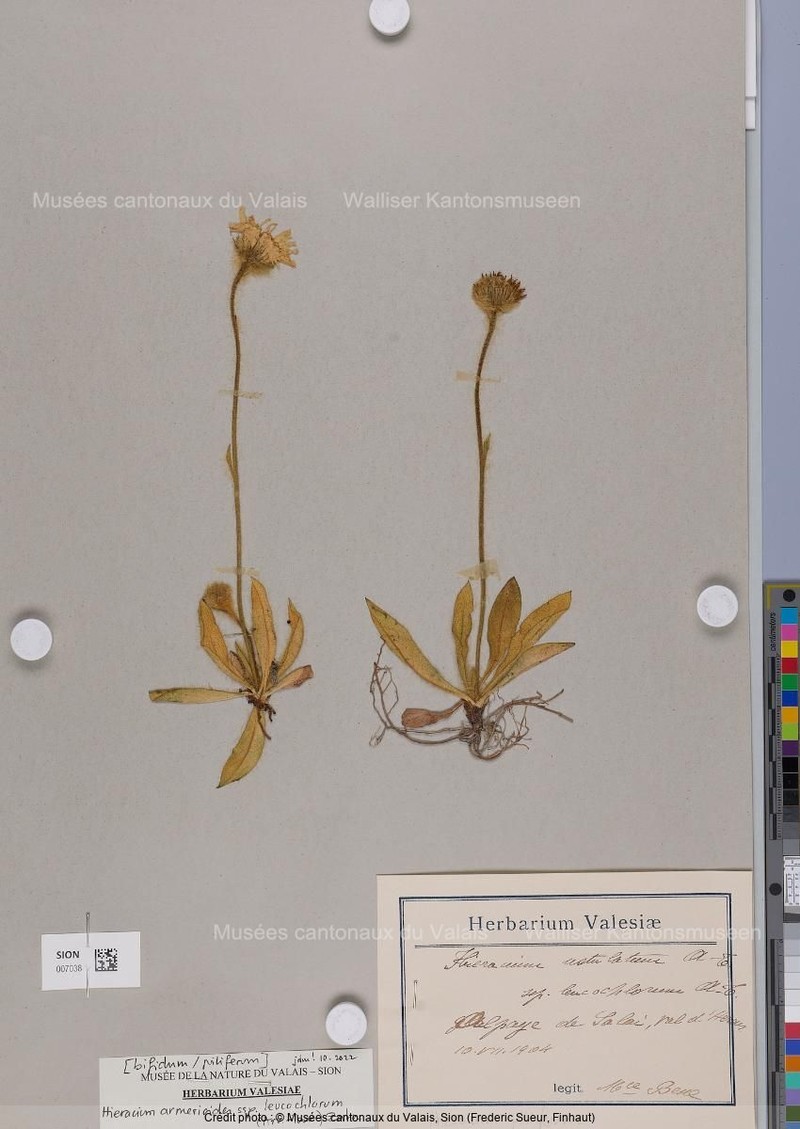 Hieracium armerioides subsp. leucochlorum