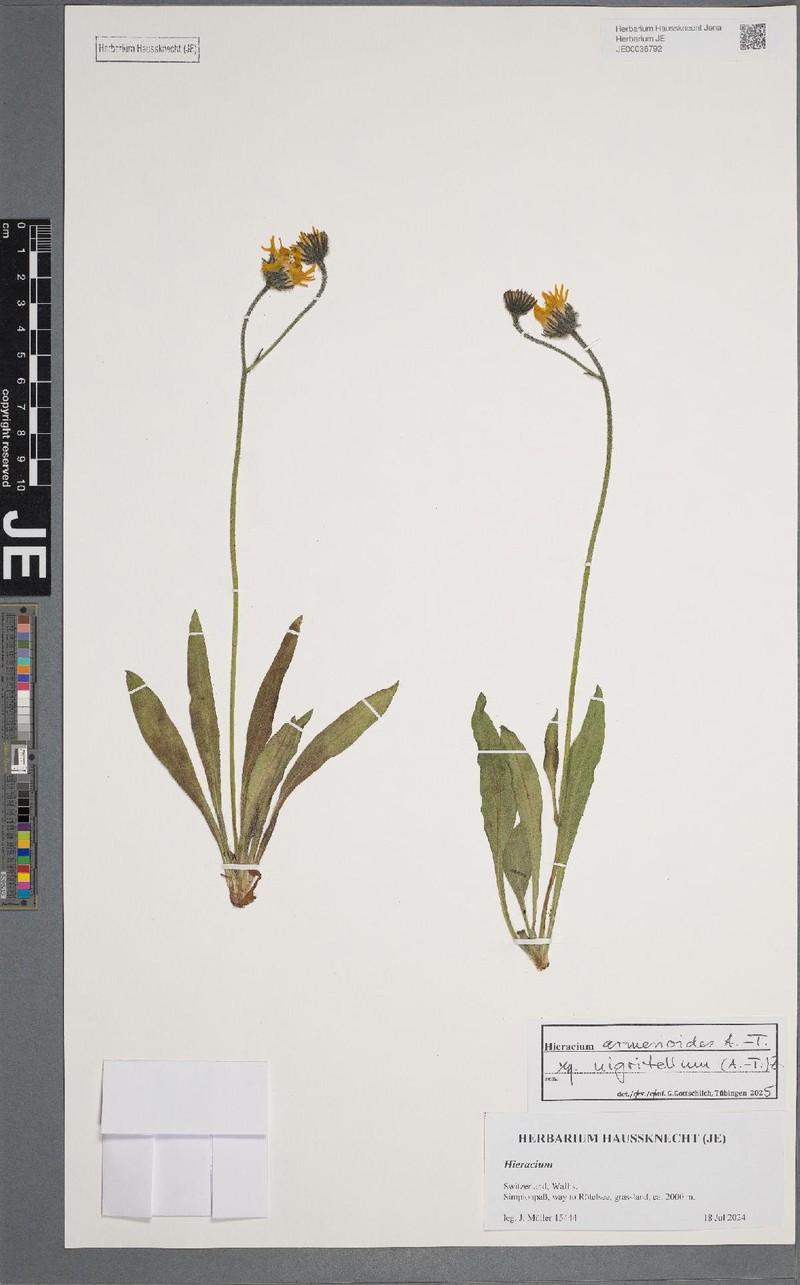 Hieracium armerioides subsp. nigritellum