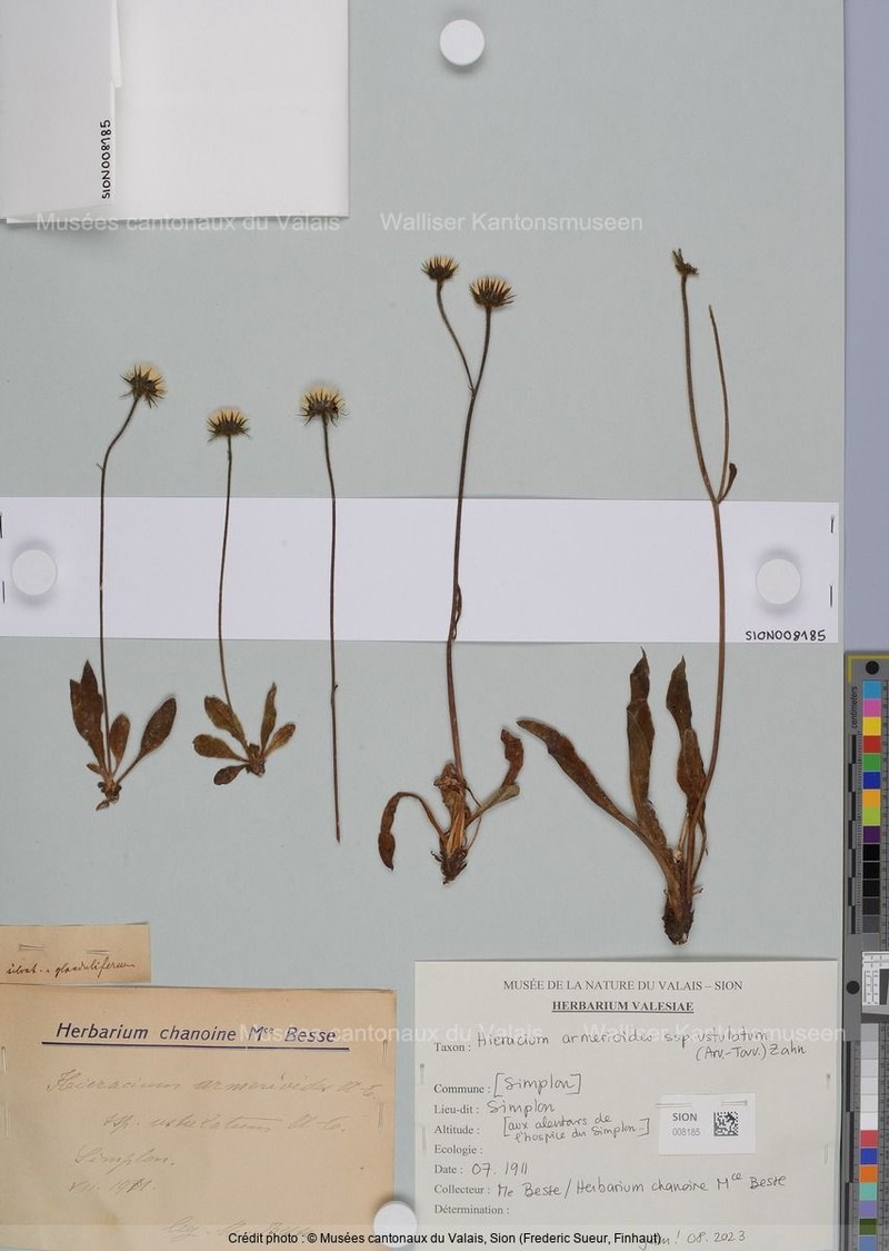 Hieracium armerioides subsp. nigritellum photo 2