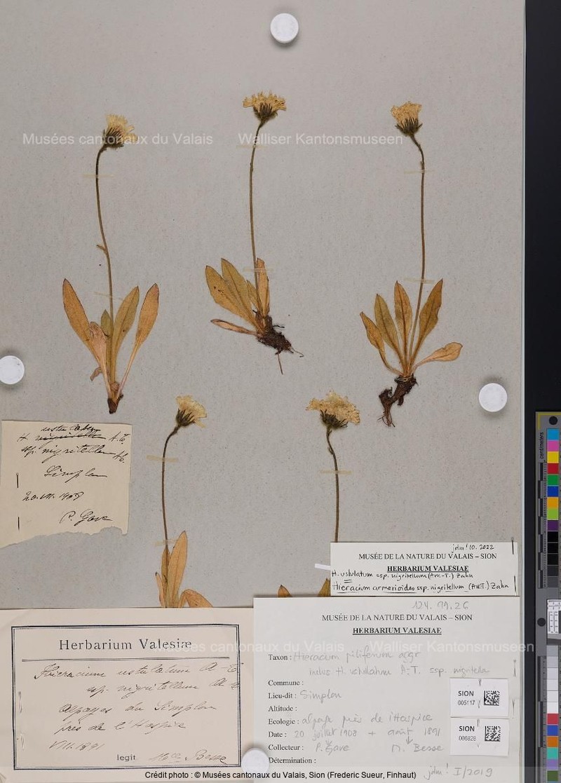 Hieracium armerioides subsp. nigritellum photo 3