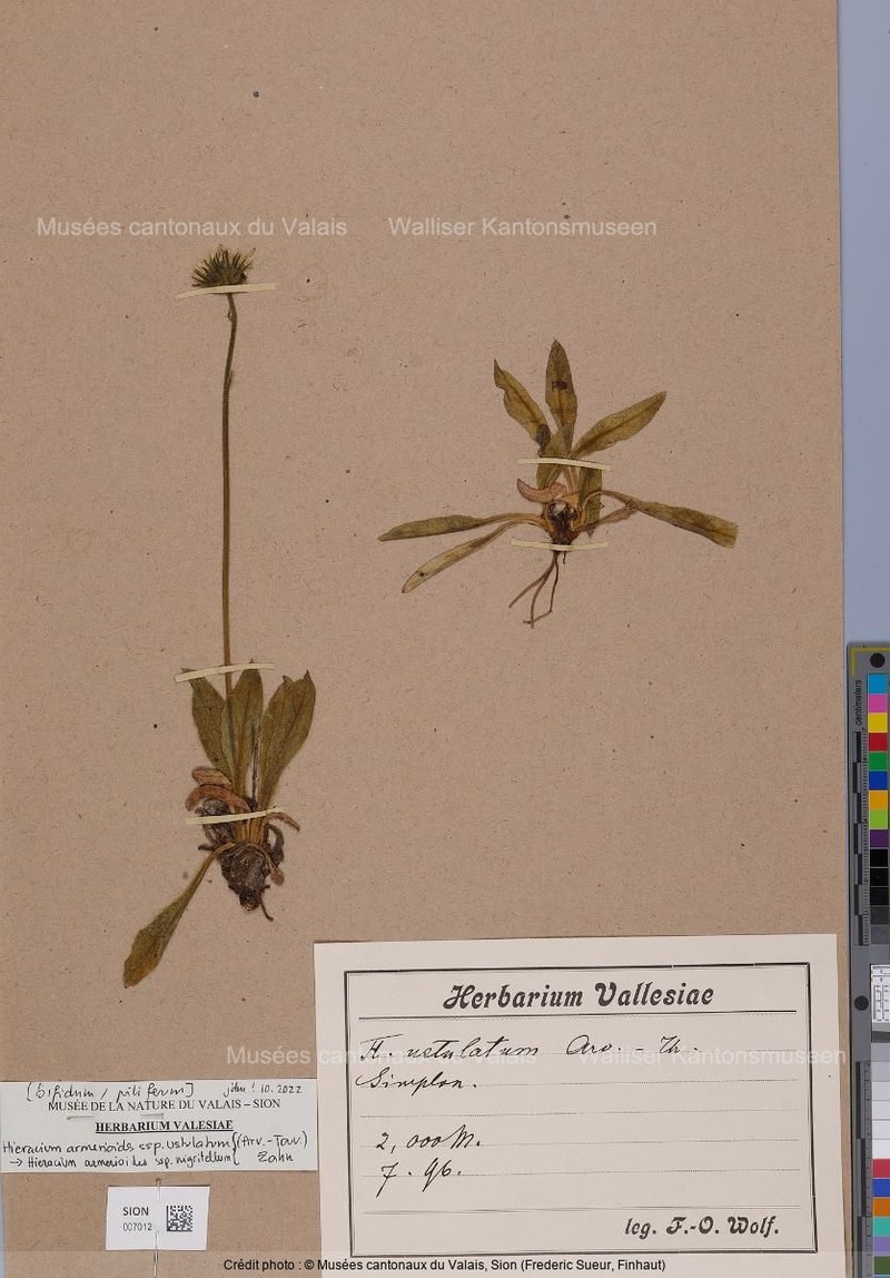 Hieracium armerioides subsp. nigritellum photo 4