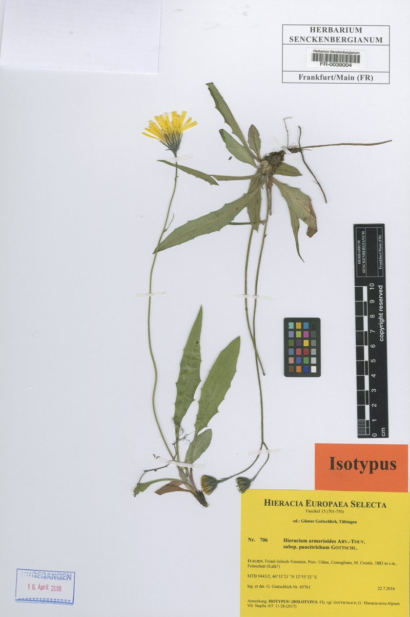 Hieracium armerioides subsp. paucitrichum