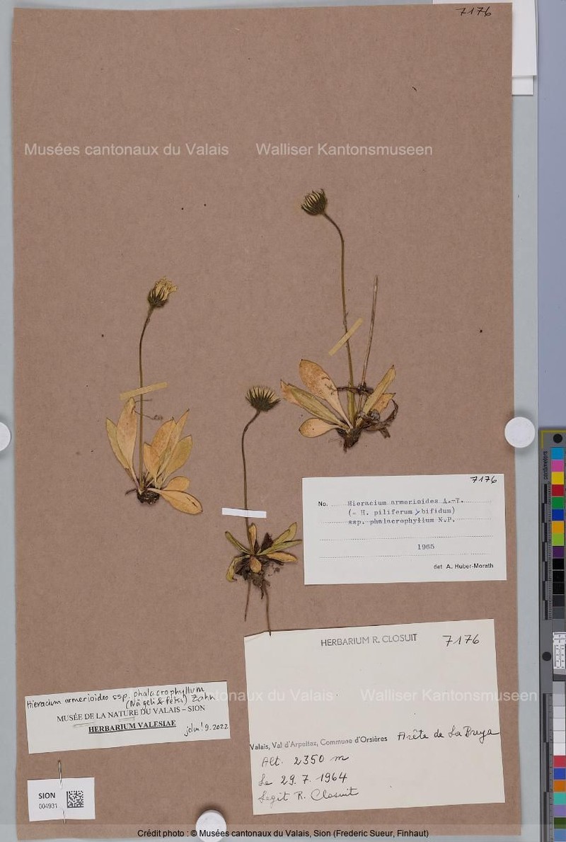Hieracium armerioides subsp. phalacrophyllum