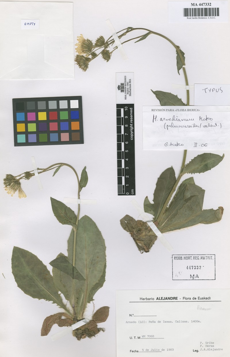 Hieracium arnedianum