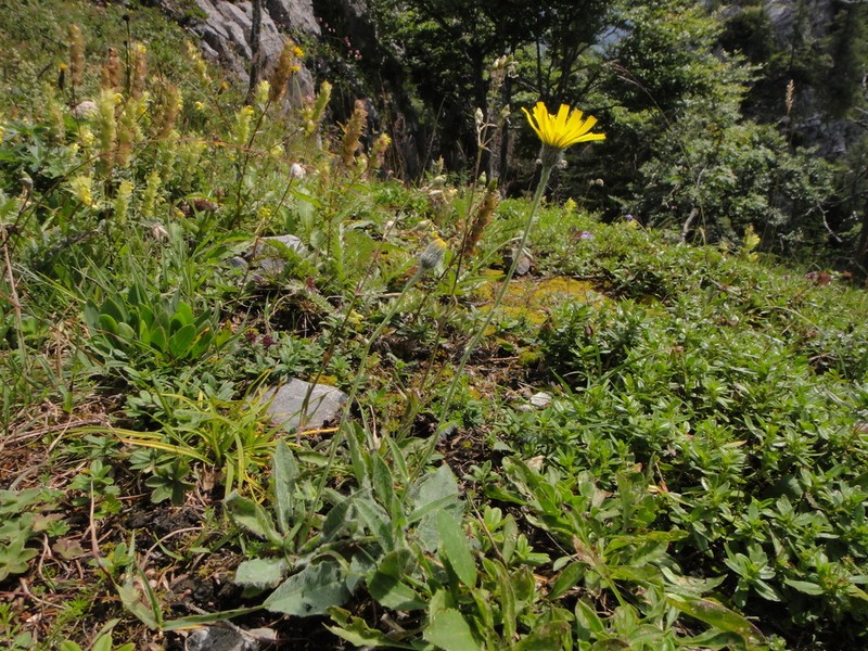 Hieracium arolae photo 2