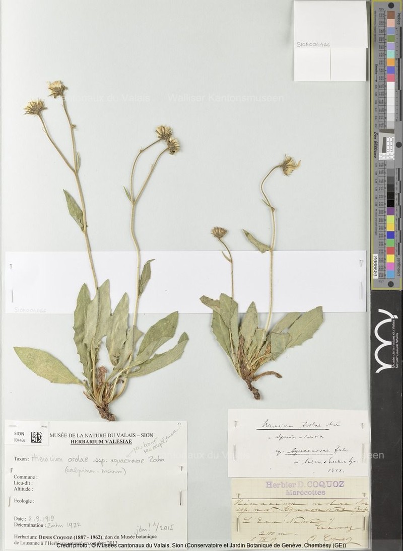 Hieracium arolae photo 4