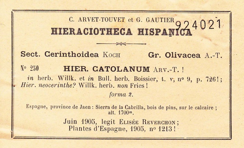 Hieracium arragonense subsp. arragonense