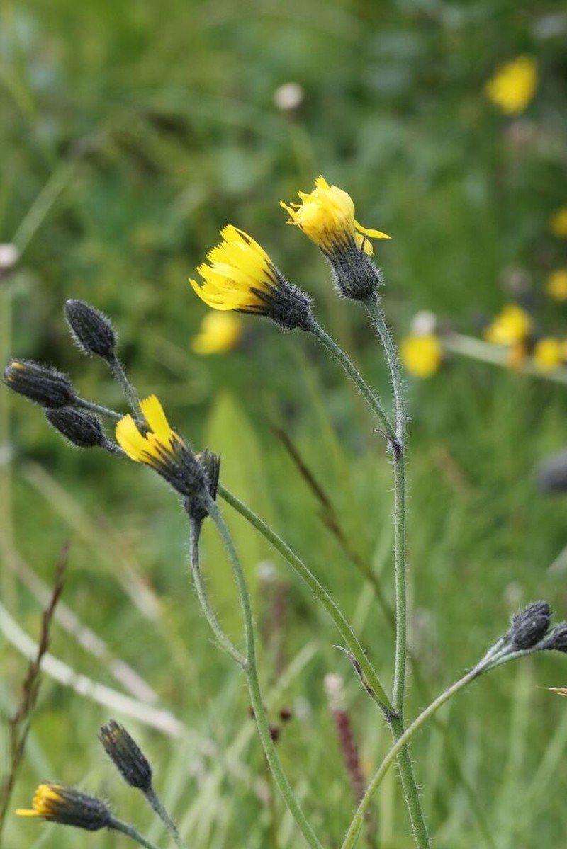 Hieracium arrostocephalum
