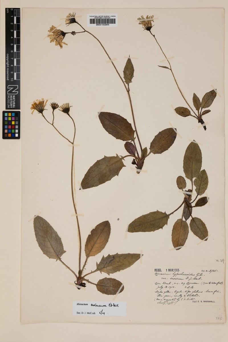 Hieracium arvonense