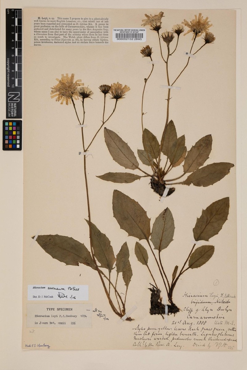 Hieracium arvonense photo 2