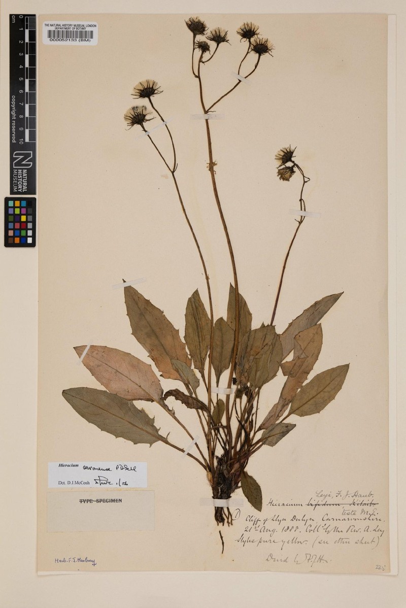 Hieracium arvonense photo 3