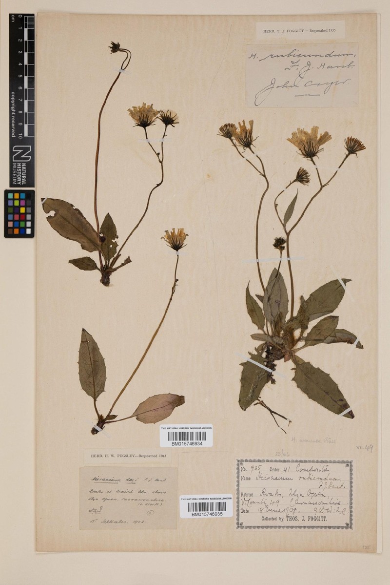 Hieracium arvonense photo 4