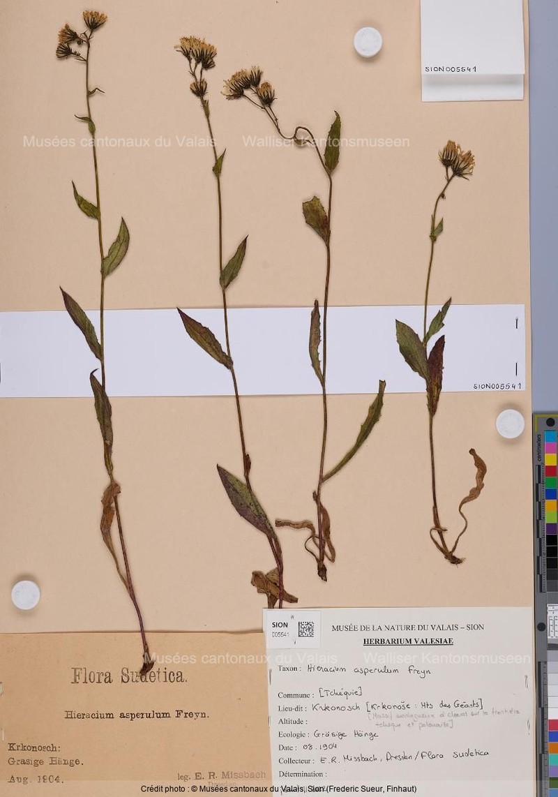 Hieracium asperulum