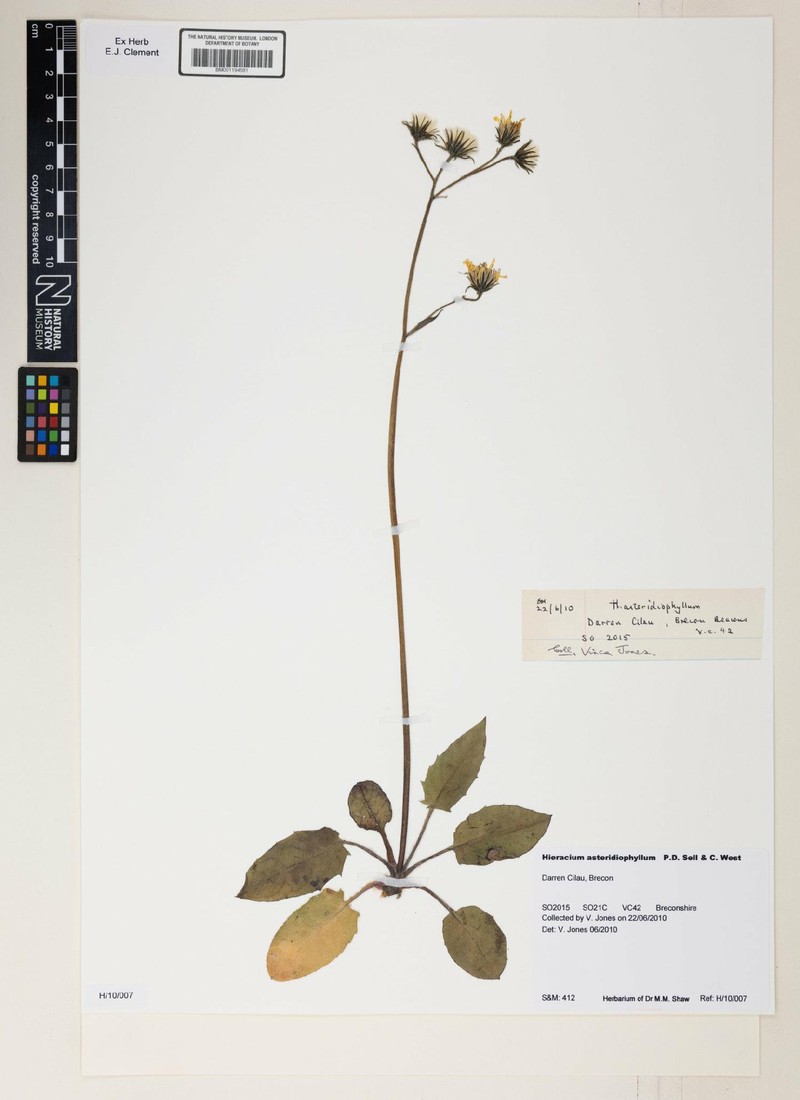 Hieracium asteridiophyllum