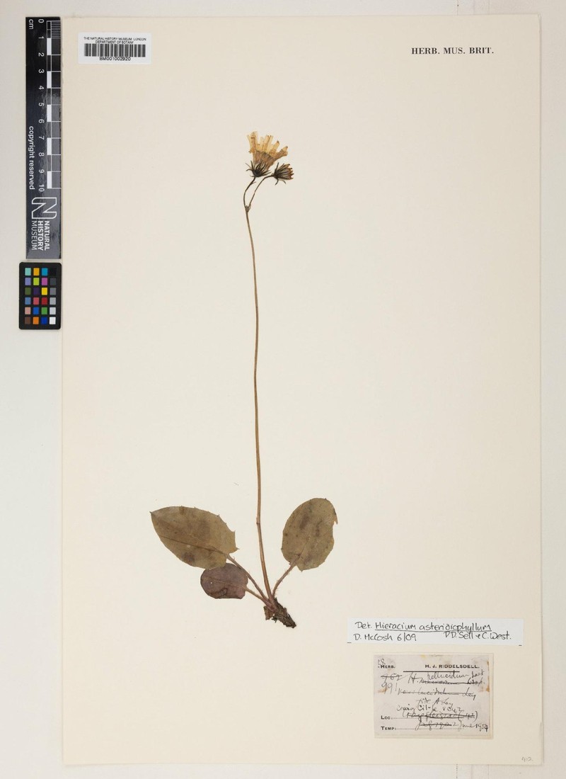 Hieracium asteridiophyllum photo 2