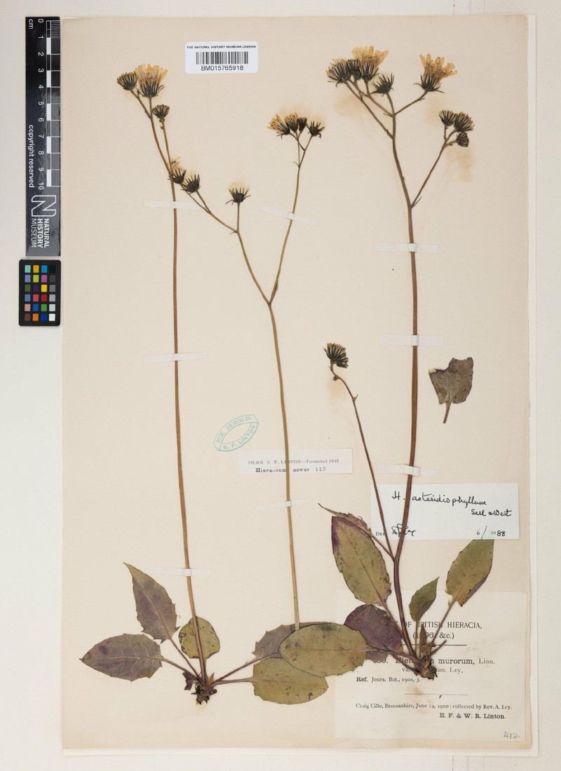 Hieracium asteridiophyllum photo 3