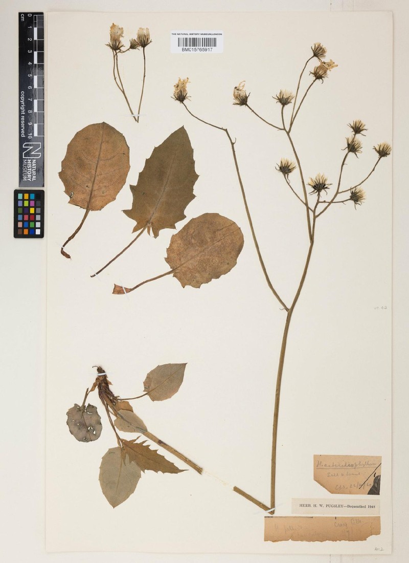 Hieracium asteridiophyllum photo 4