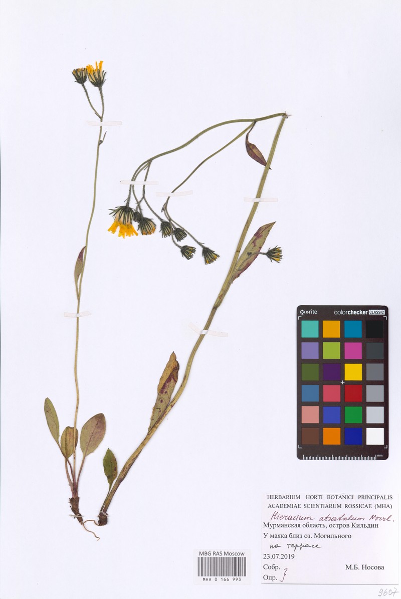 Hieracium atratulum