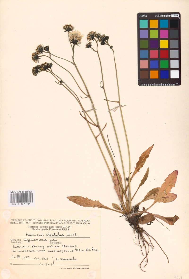 Hieracium atratulum photo 2