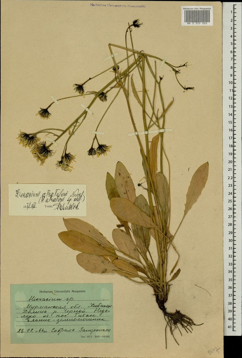 Hieracium atratulum photo 3
