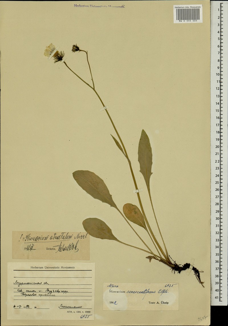Hieracium atratulum photo 4