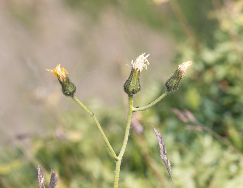 Polar Hawkweed