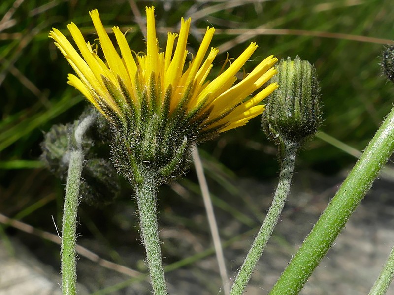 Polar Hawkweed photo 2