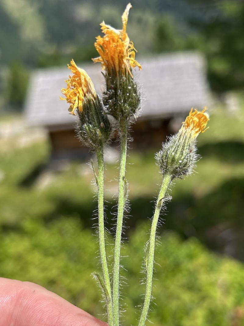 Polar Hawkweed photo 3