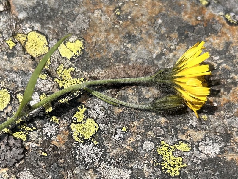 Polar Hawkweed photo 4