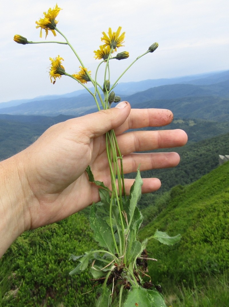 Polar Hawkweed photo 5