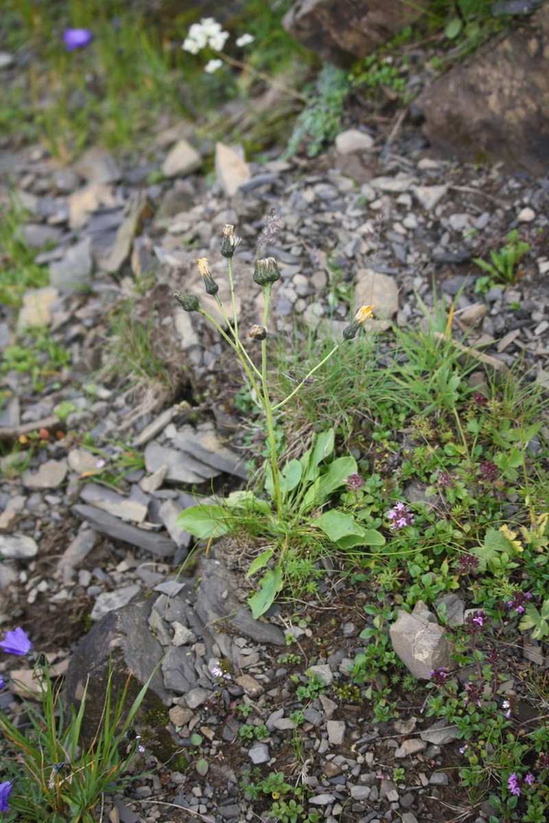 Polar Hawkweed photo 6