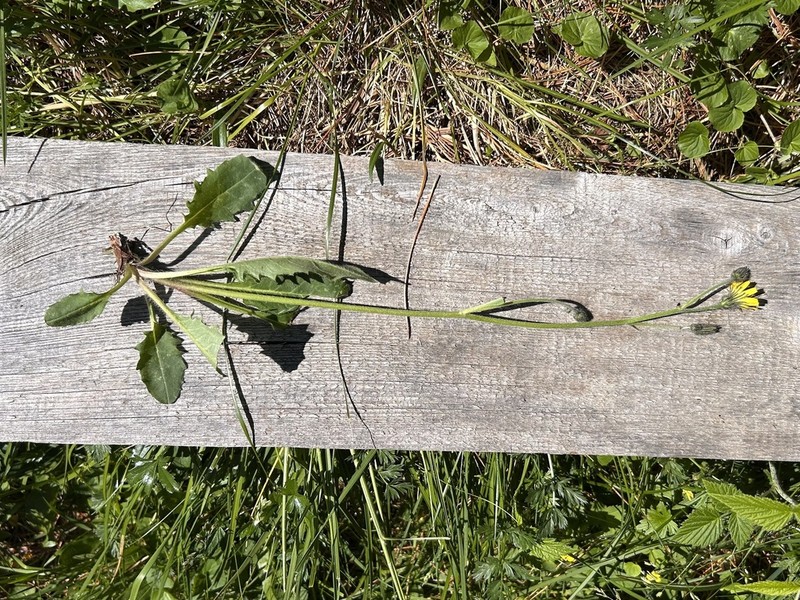 Polar Hawkweed photo 7