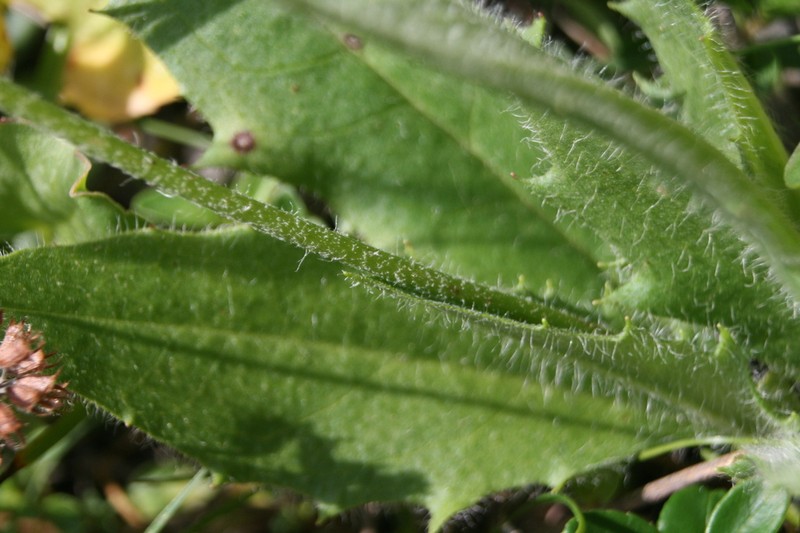 Polar Hawkweed photo 8