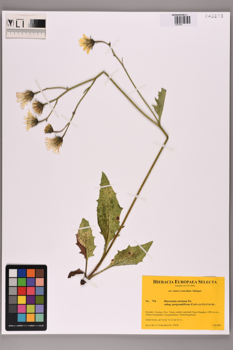 Hieracium atratum subsp. pergrandifrons