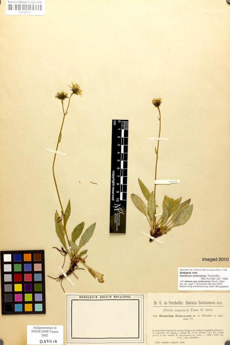 Hieracium atratum subsp. zinkenense