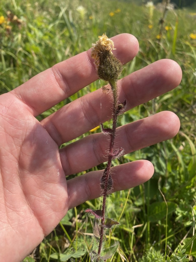 Hieracium atrocephalum