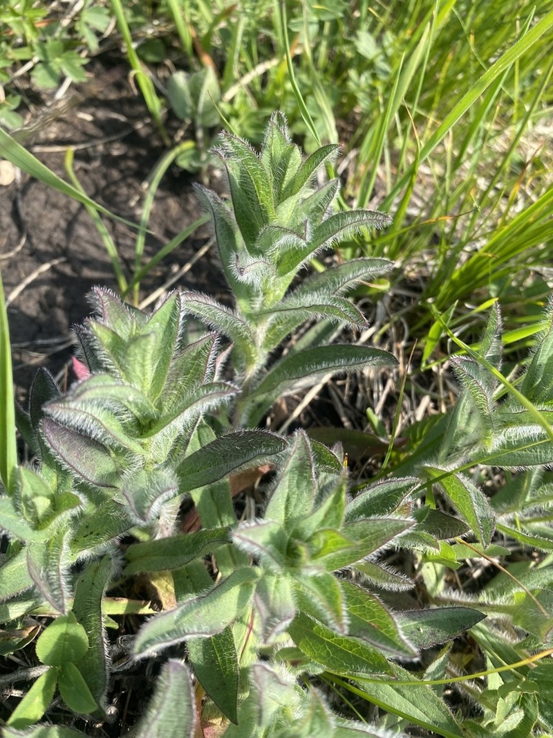 Hieracium atrocephalum photo 3