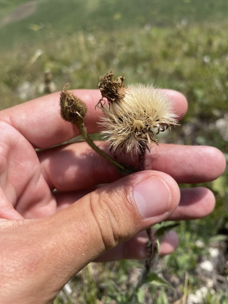 Hieracium atrocephalum photo 4
