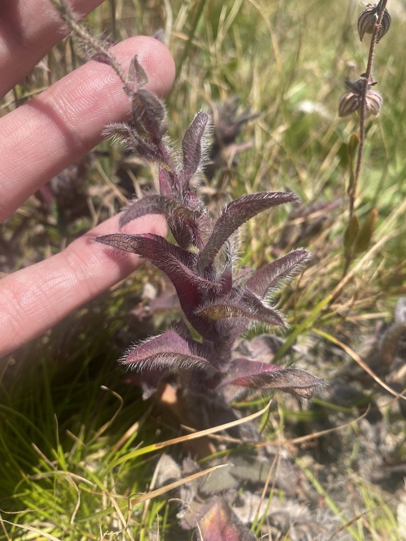 Hieracium atrocephalum photo 5