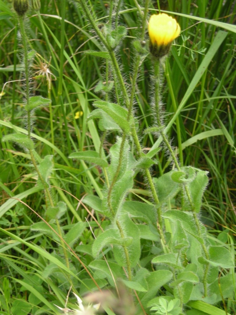 Hieracium atrocephalum photo 6
