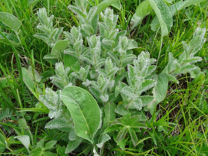 Hieracium atrocephalum photo 7