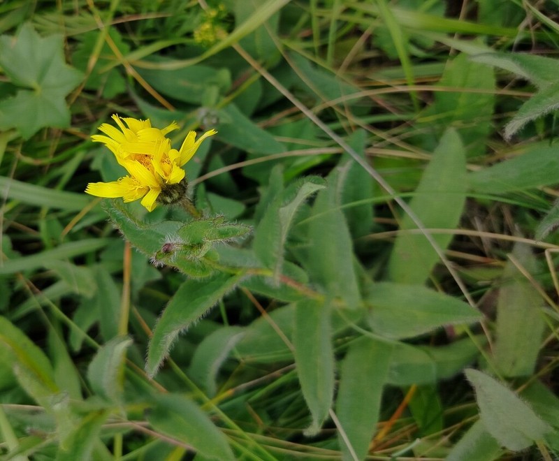 Hieracium atrocephalum photo 8