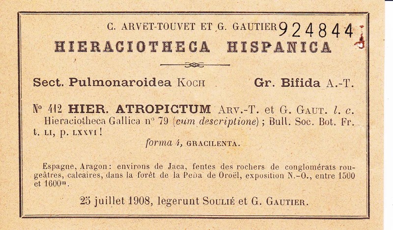 Hieracium atropictum