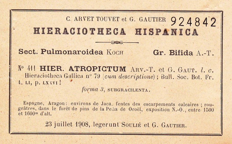 Hieracium atropictum photo 2