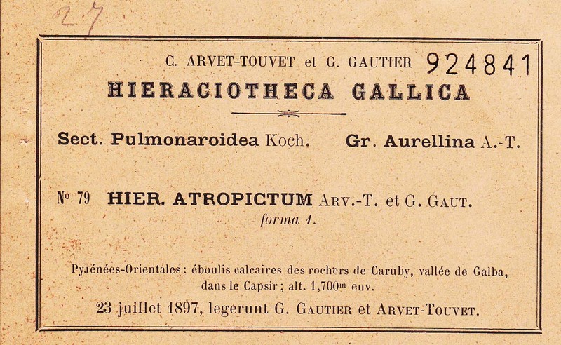Hieracium atropictum photo 3