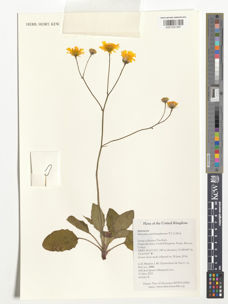 Hieracium attenboroughianum