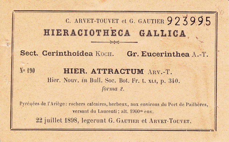 Hieracium attractum
