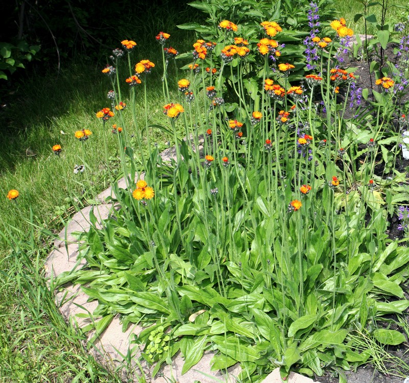 Orange Hawkweed photo 3