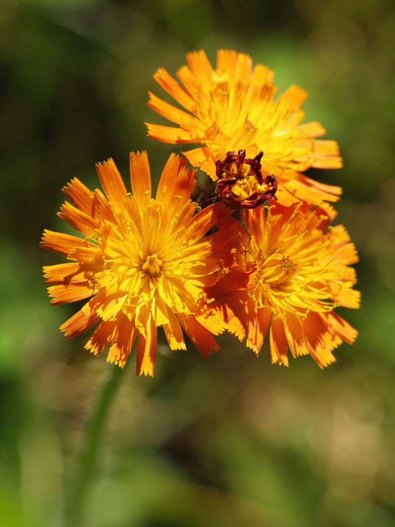 Orange Hawkweed