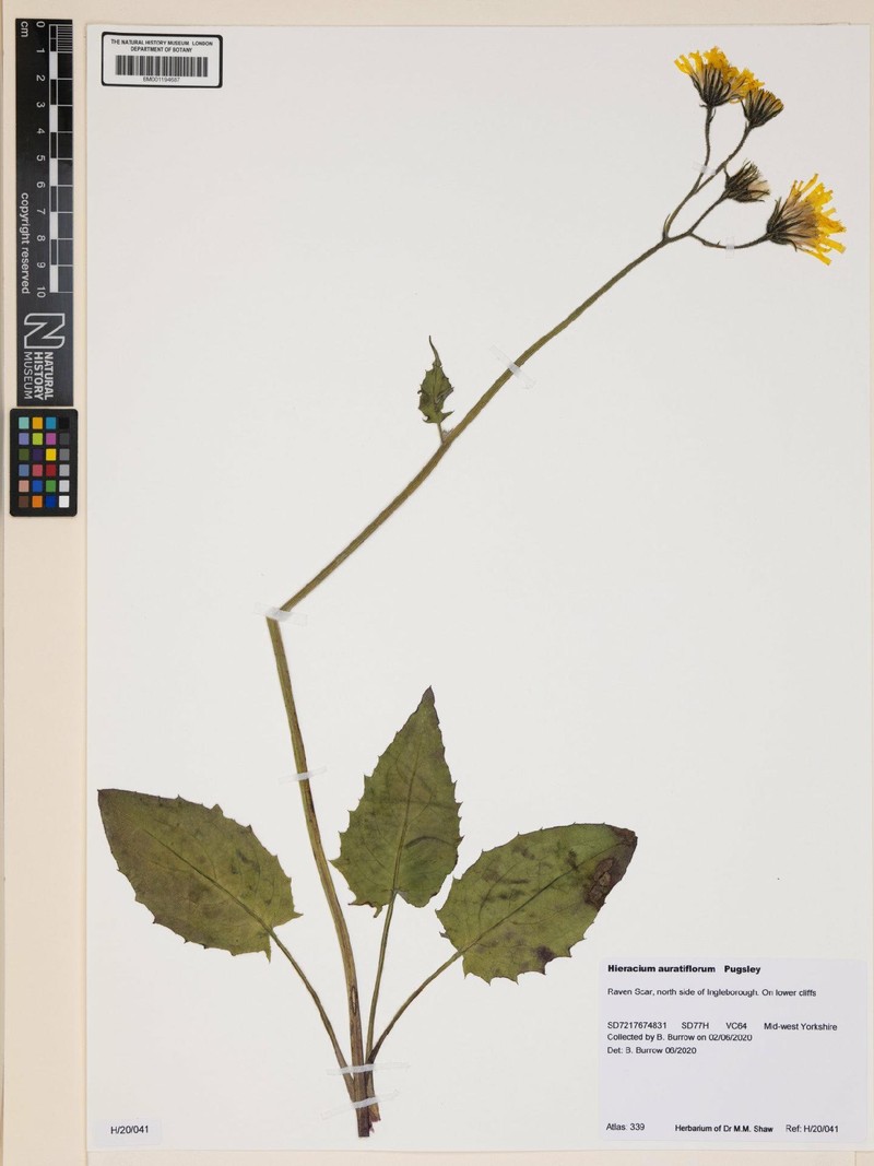 Hieracium auratiflorum